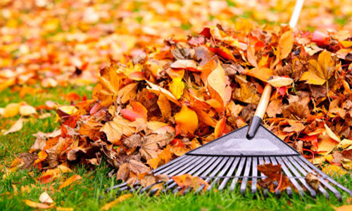 Seasonal Cleanup